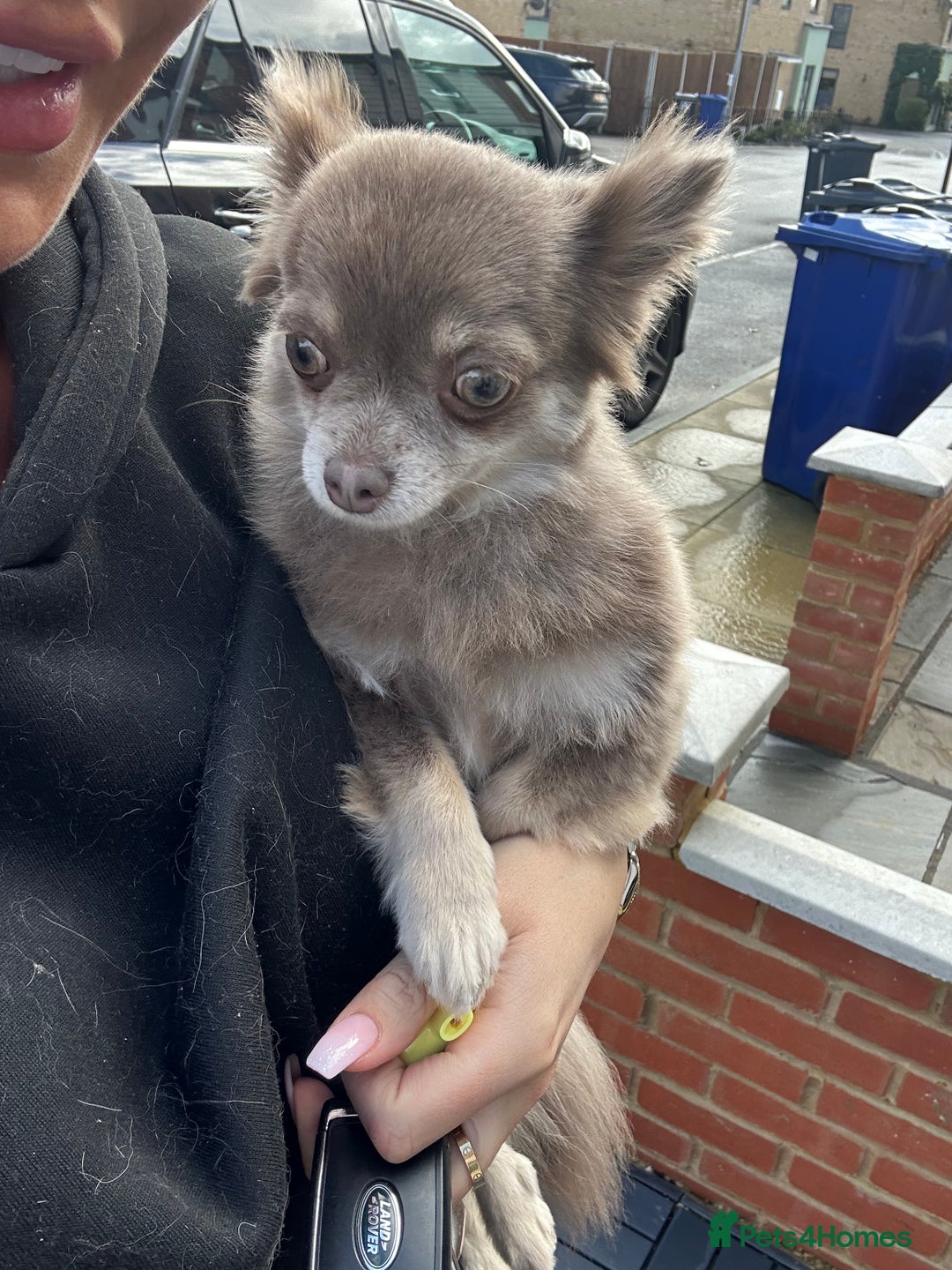 Chihuahua dogs for sale: Long Haired Chiahuahua - Image 5