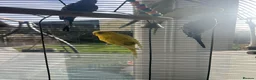 Budgerigars birds for sale: 4 budgies ( 25 pounds each) - Advert 7