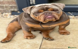 English Bulldog dogs for sale: Experienced bulldog lover wanted! 1 year old  - Image 2