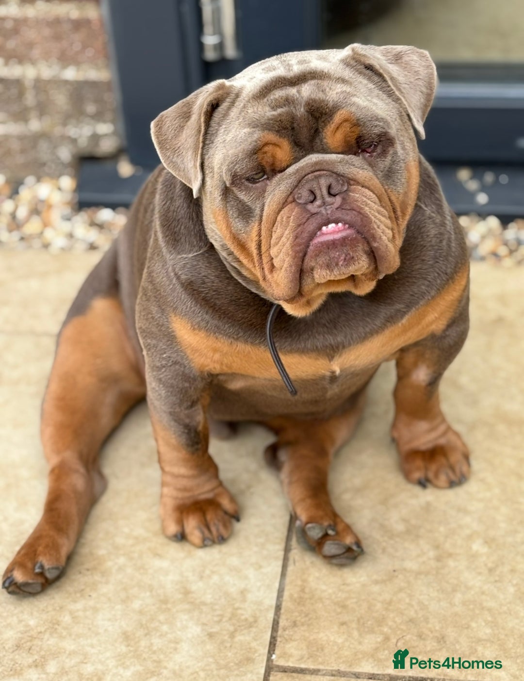 English Bulldog dogs for sale: Experienced bulldog lover wanted! 1 year old  - Image 2