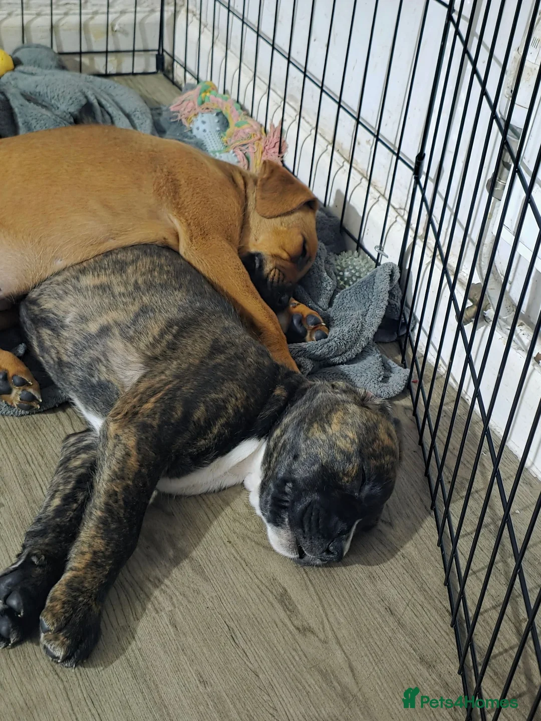 Mixed Breed dogs for sale: 2 Lurcher x Boxer puppies - Advert 25