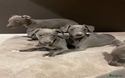Whippet dogs for sale: 6 gorgeous blue whippet puppies  - Image 20