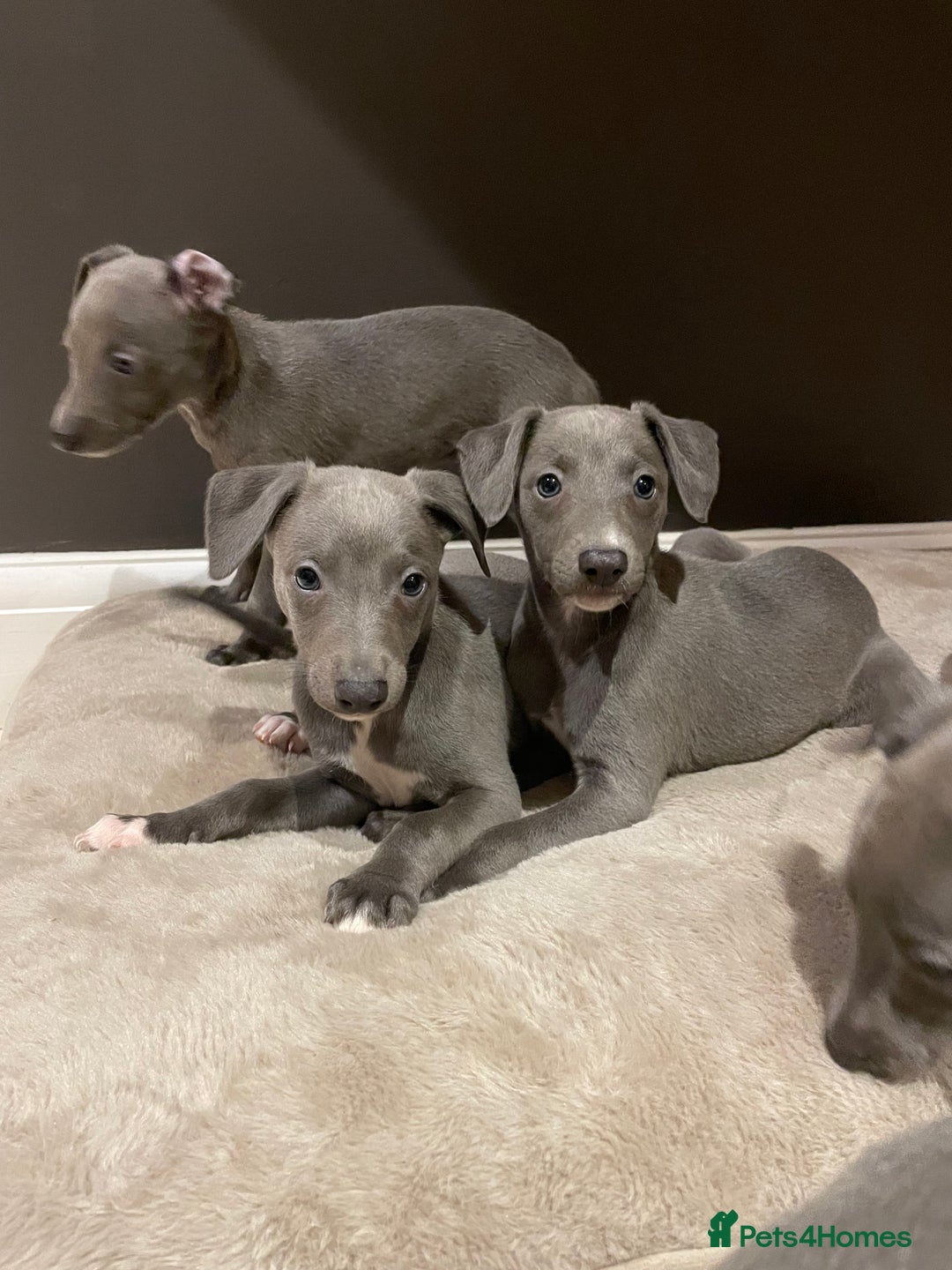 Whippet dogs for sale: 6 gorgeous blue whippet puppies  - Image 20