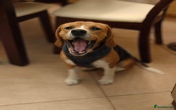 Beagle dogs for adoption: ❤️🐾 Lucy – A TRUE LITTLE GEM 🐾❤️ - Image 5