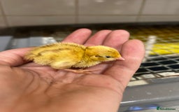 Mixed Breed birds for sale: Coturnix / Celadon chicks - Image 1