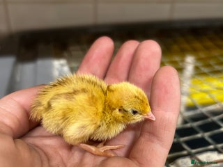 Mixed Breed birds - Advert 3