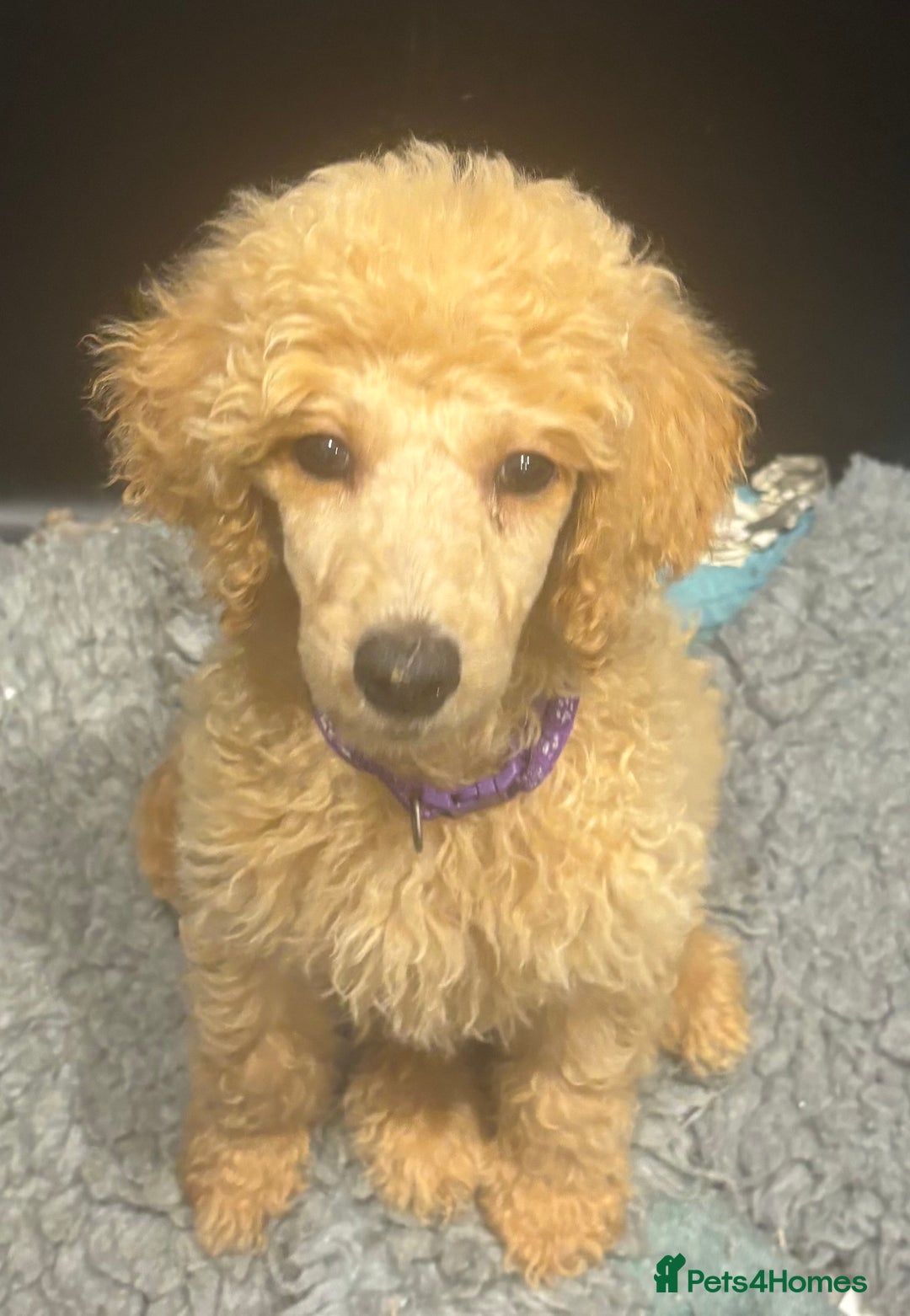 Standard Poodle dogs for sale: Kc standard poodles  - Advert 4