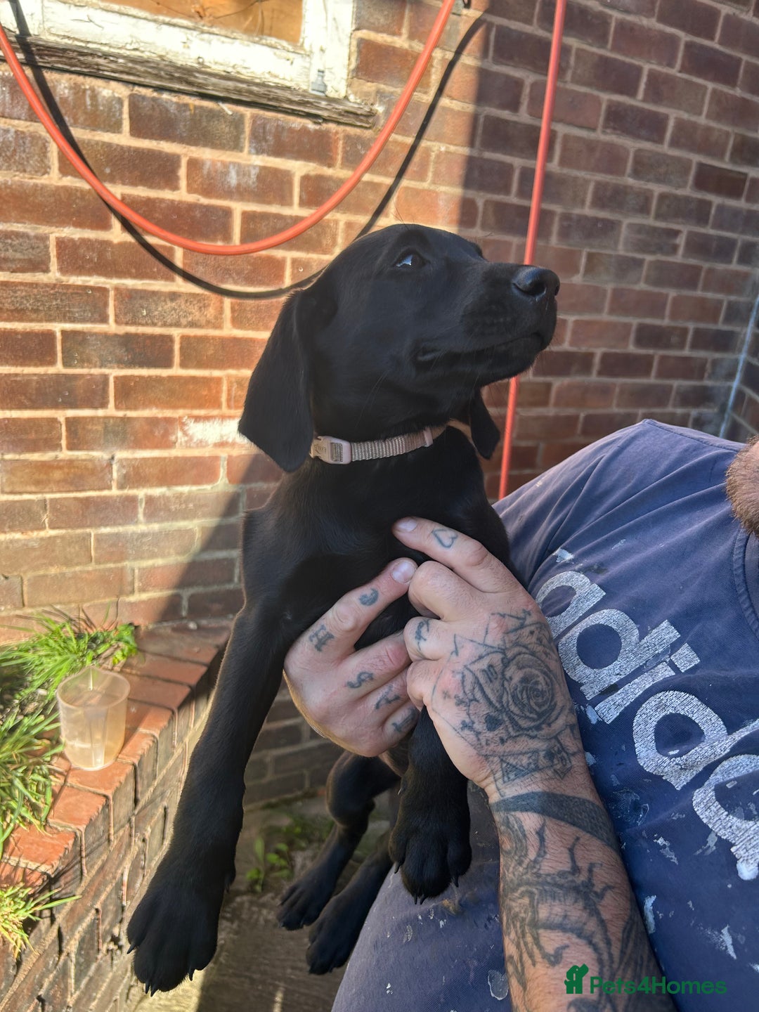 Labrador Retriever dogs for sale: Female black Labradors - Image 8