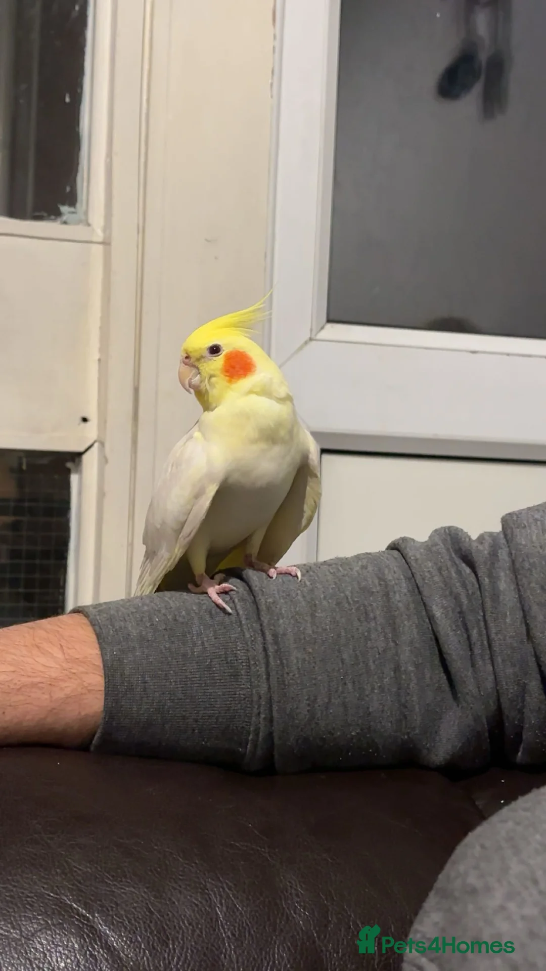 Cockatiels birds for sale: Cockatiel and cage  in Stafford - Advert 1