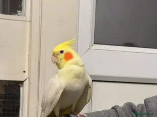 Cockatiels birds Cockatiel and cage in Stafford - Advert 1