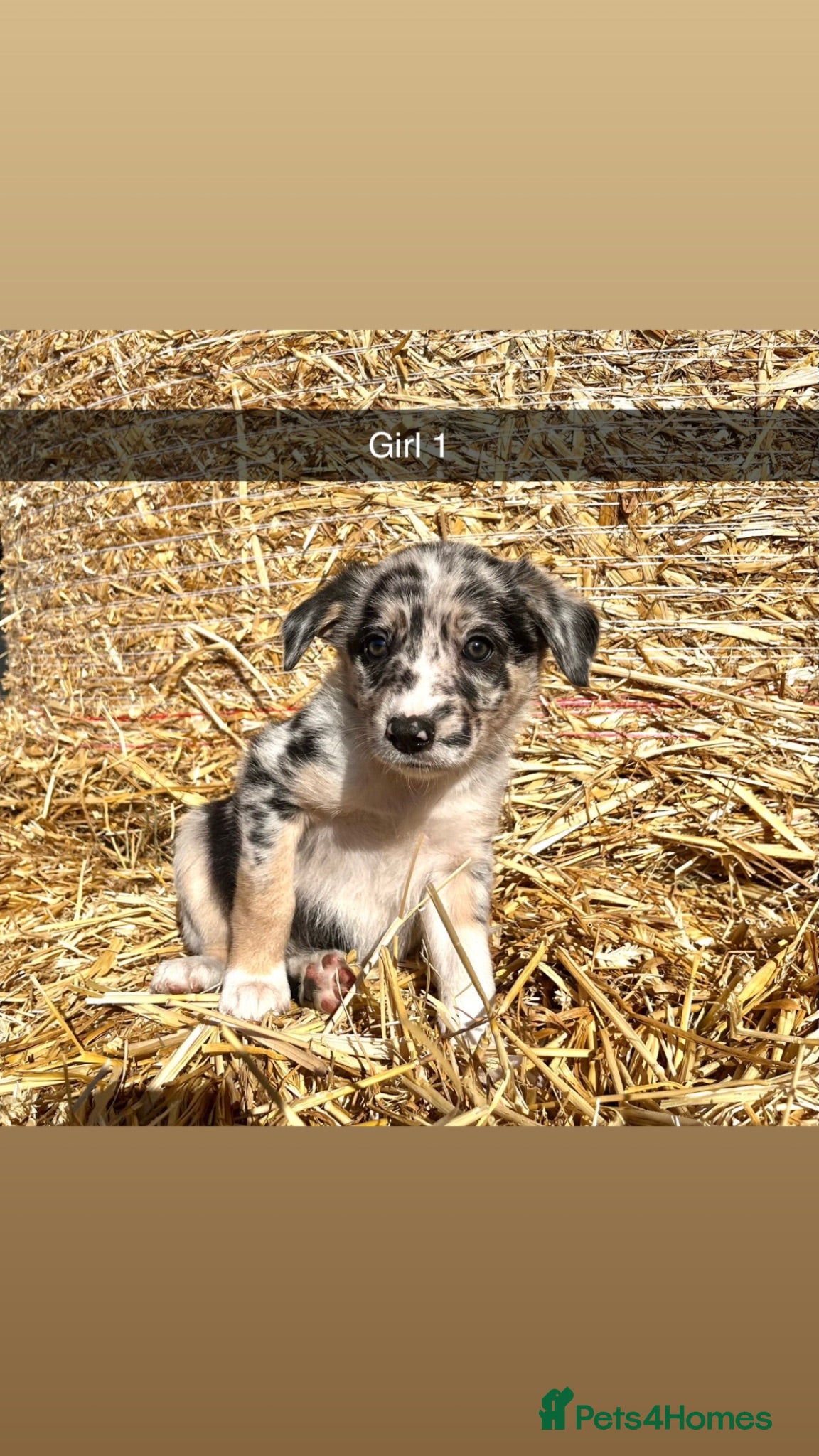 Border Collie dogs Stunning collie puppies for sale - Advert 1