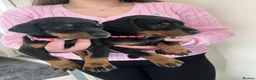 Dobermann dogs for sale: Doberman puppies for sale only 2boys left  - Advert 8