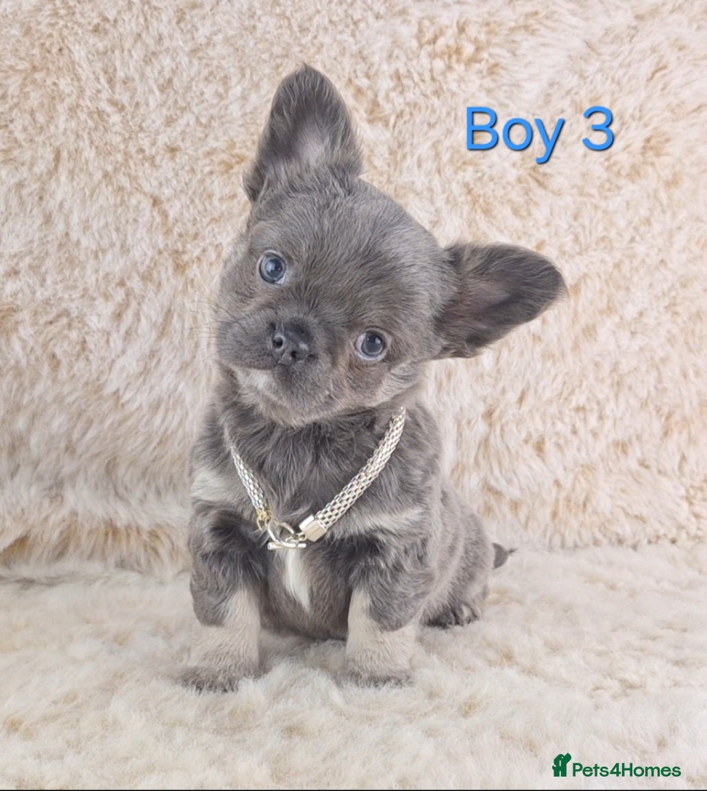 Chihuahua dogs  Chihuahua X French Bulldog Puppies  - Advert 12