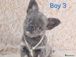 Chihuahua dogs Chihuahua X French Bulldog Puppies - Advert 4