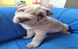 Shar Pei dogs for sale: Cooper - Ready Now. Fully upto date. - Image 3