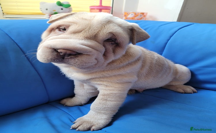 Shar Pei dogs - Advert 1