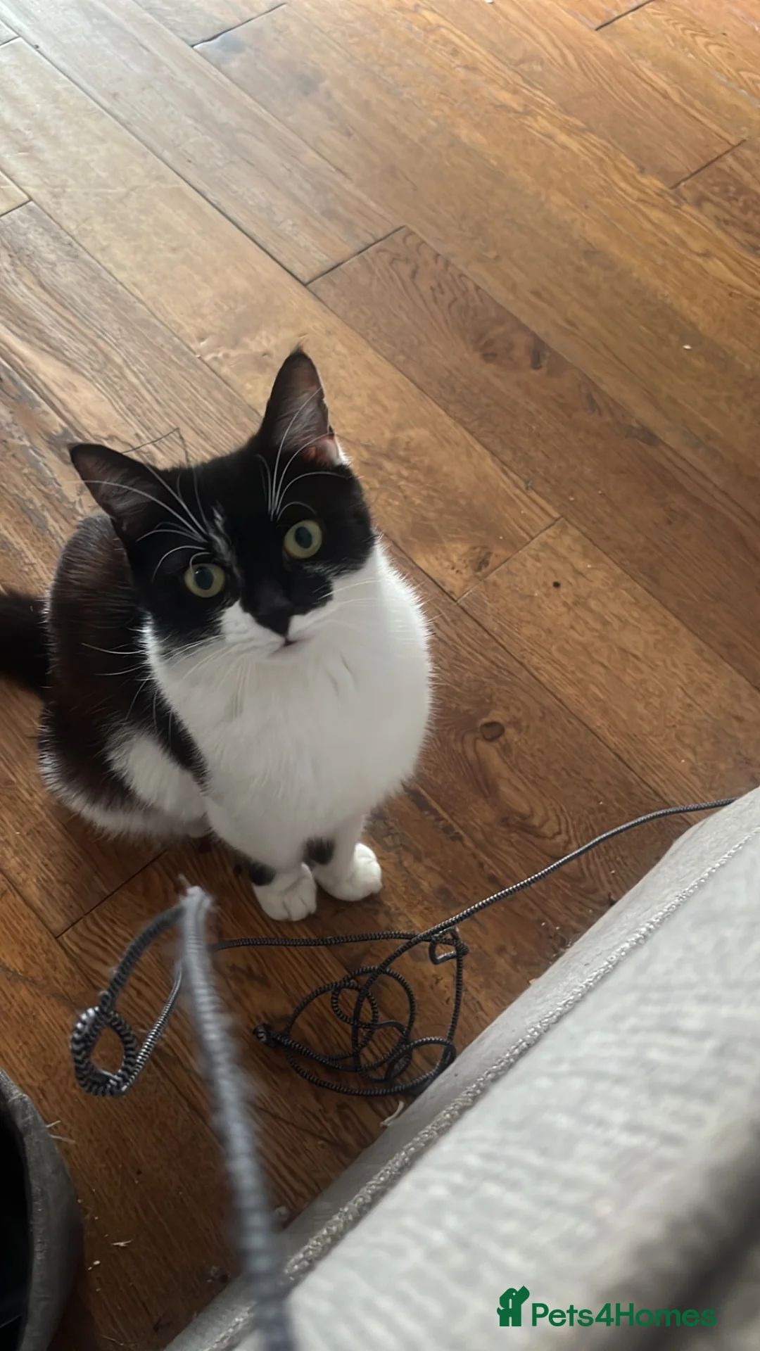 Mixed Breed cats for sale: Beautiful kittens  - Advert 1