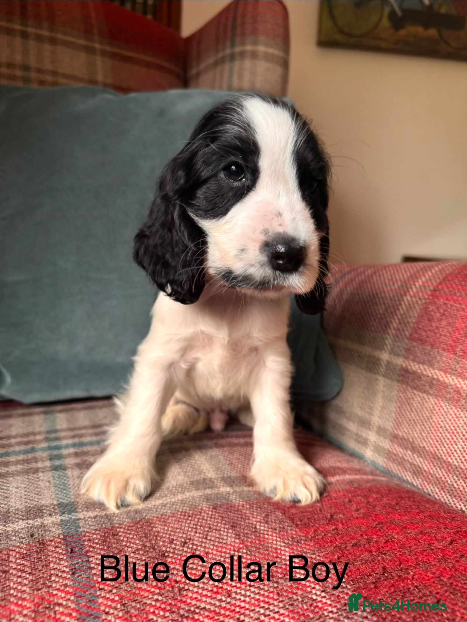 Cocker Spaniel dogs for sale: KC Registered, health tested, show type puppies - Advert 11