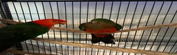 Mixed Breed birds for sale: Australian King  - Advert 2