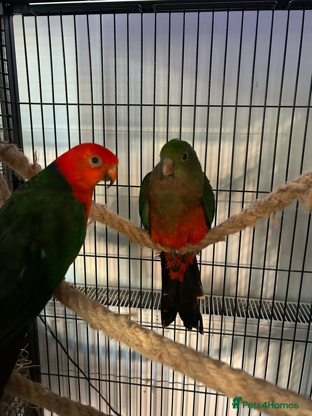 Mixed Breed birds for sale: Australian King  - Advert 2