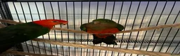 Mixed Breed birds for sale: Australian King  pair - Advert 2