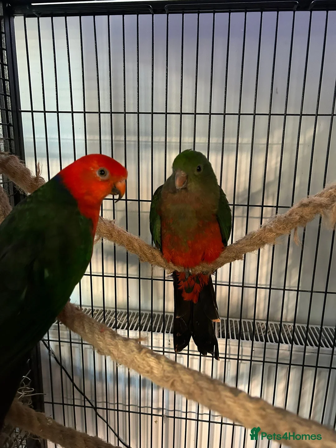 Mixed Breed birds for sale: Australian King  pair - Advert 2