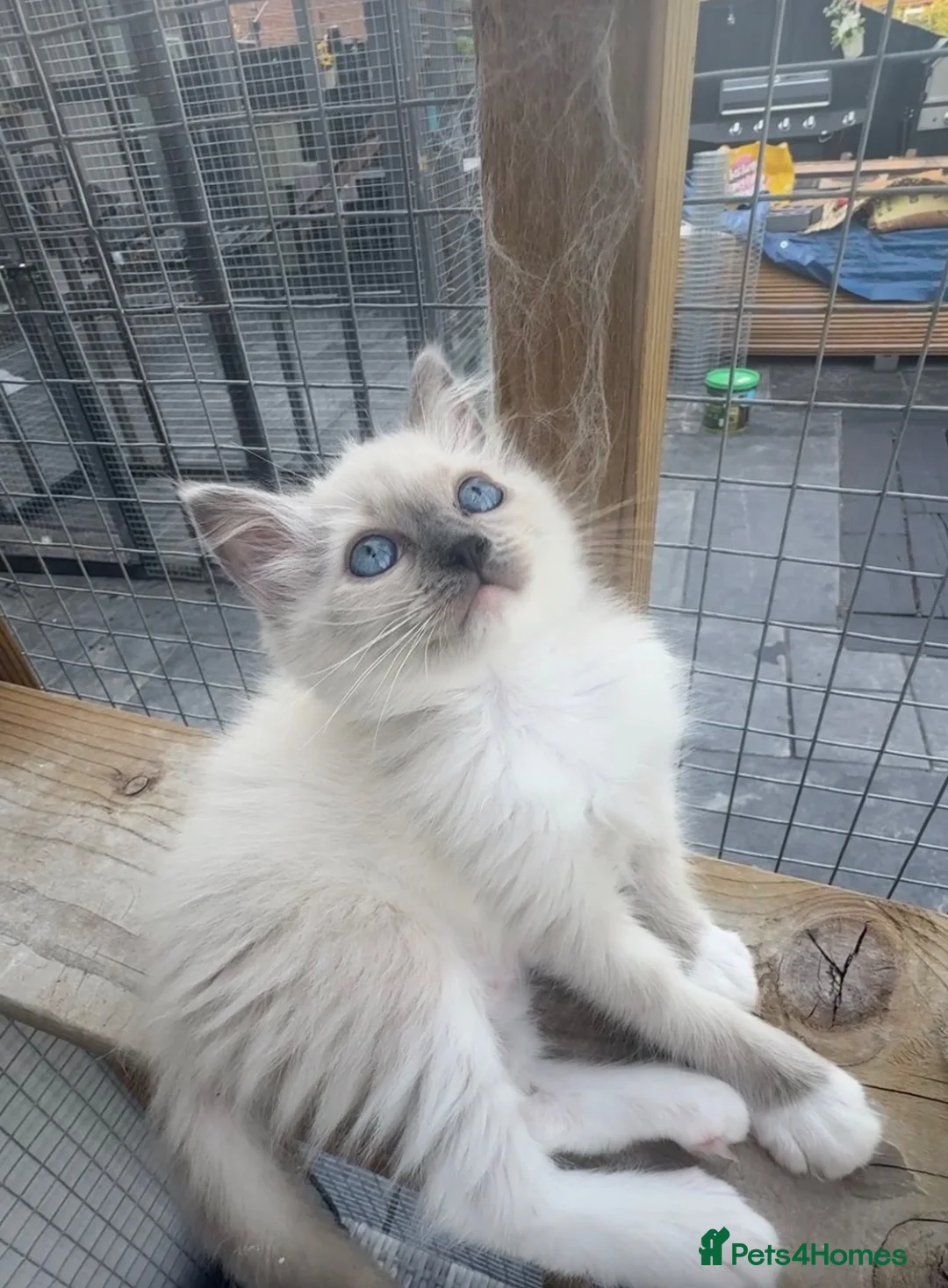 Ragdoll cats for sale: Full breed ragdoll kitten - Advert 7