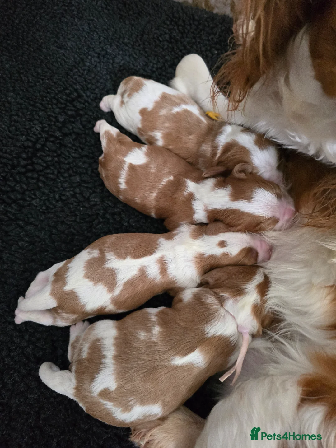 Cavalier King Charles Spaniel dogs for sale: Beautiful  Kc Cavalier  Puppies - Advert 2