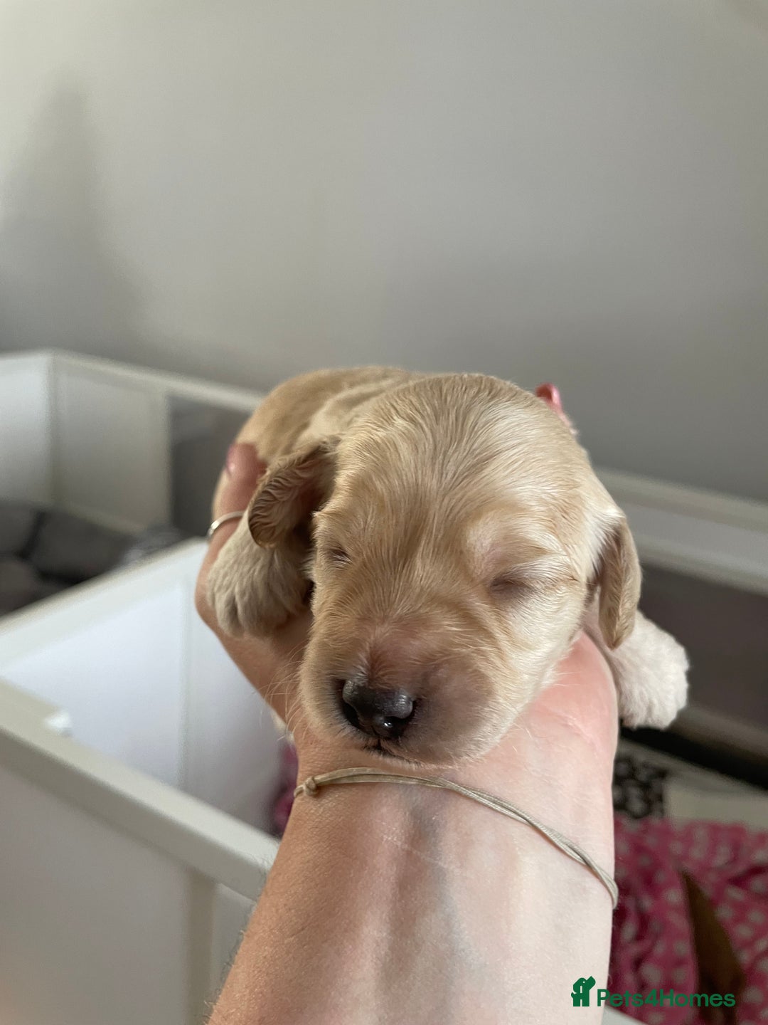 Cockapoo dogs for sale: Cockapoo pups  - Image 2
