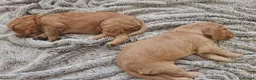 Cocker Spaniel dogs for sale: 3 golden Cocker Spaniels  - Advert 32