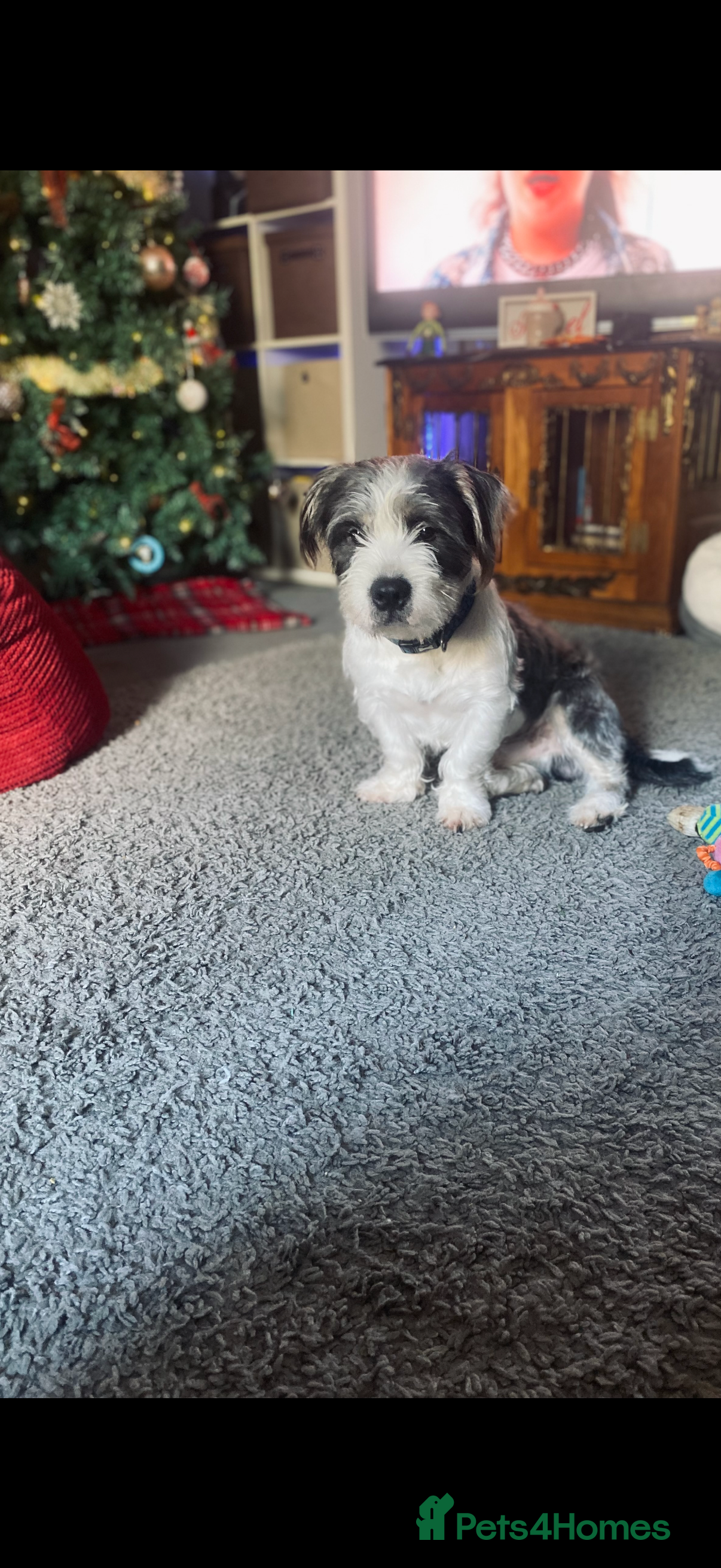 Mixed Breed dogs Mixed breed boy for sale  - Advert 1