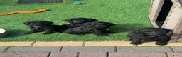 Cockapoo dogs for sale: Super cute 2 Tiny Female Cockapoo Pups - Advert 14