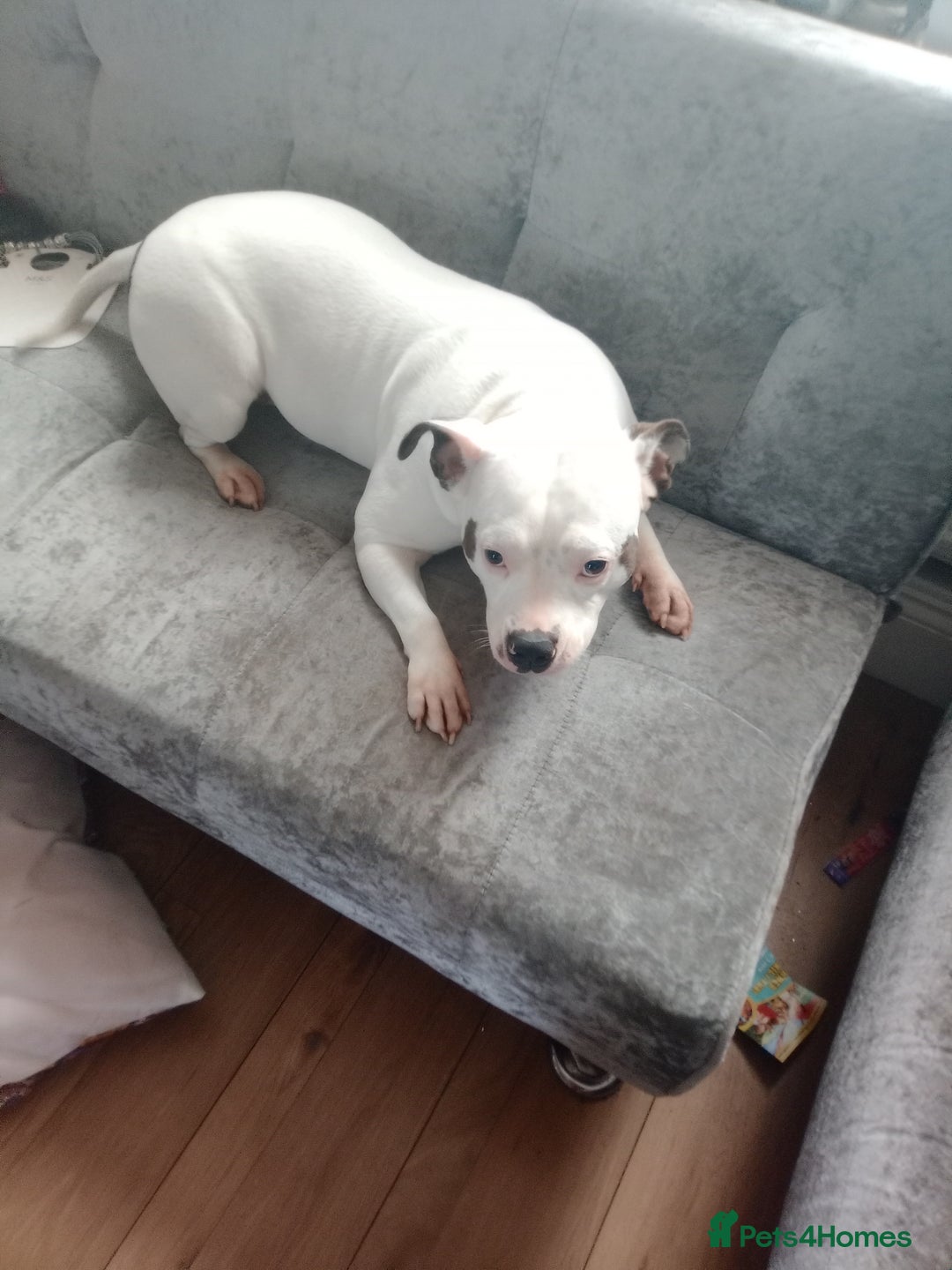 Staffordshire Bull Terrier dogs for sale: 2 year old beautiful girl staffy  - Image 4