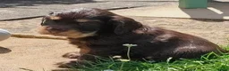 Cocker Spaniel dogs for sale: Show type KC Reg Cocker Spaniel Puppies Available - Advert 17