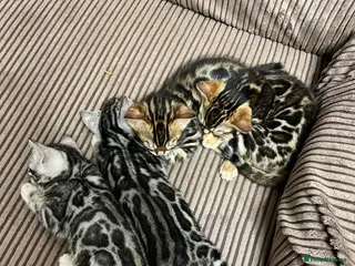 Bengal cats Bengal kittens - Advert 6