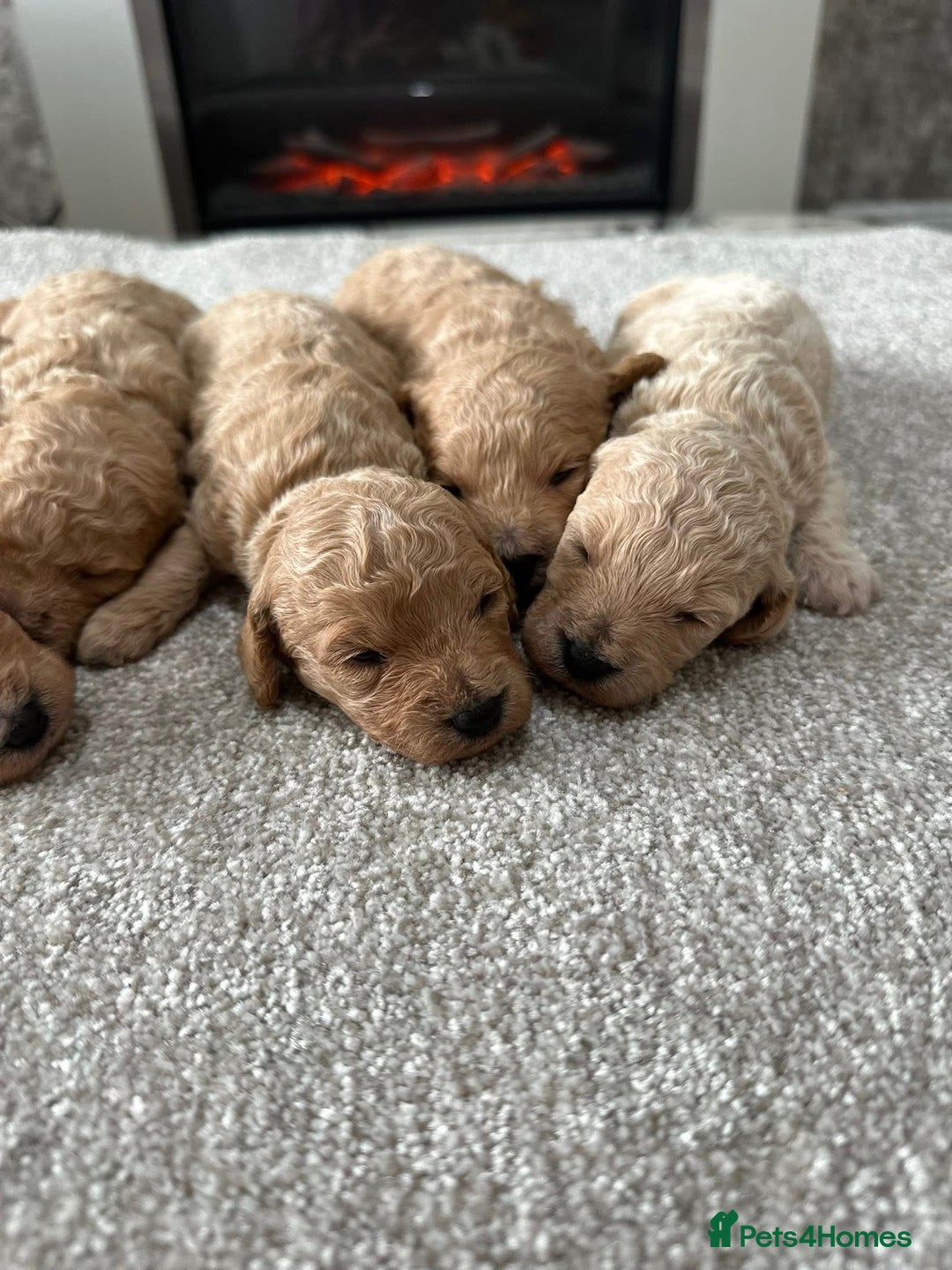 Poochon dogs for sale: F1 Poochon Puppies  - Image 3