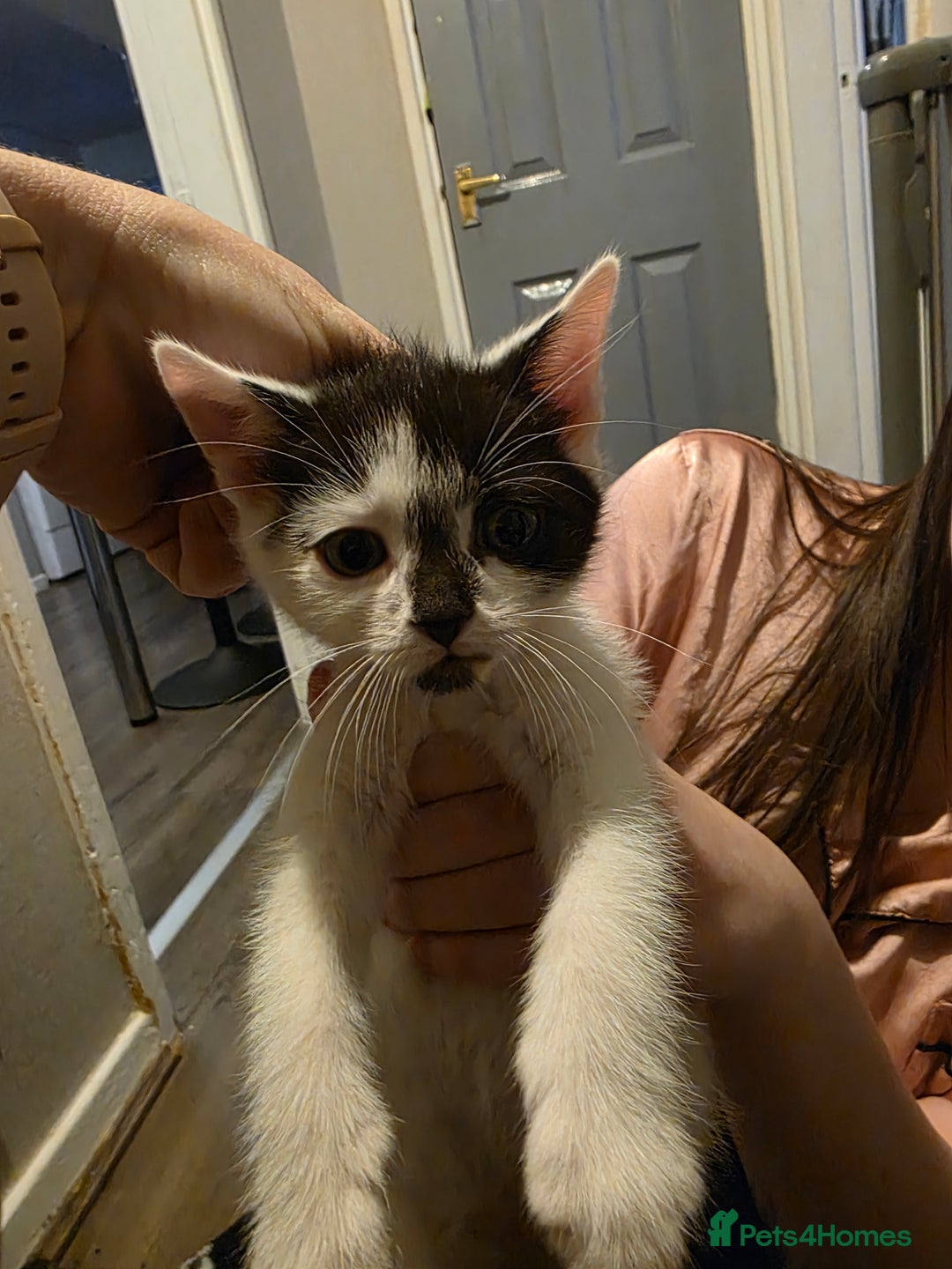 Mixed Breed cats for sale: 2 male kitten 2 female kittens  - Advert 5