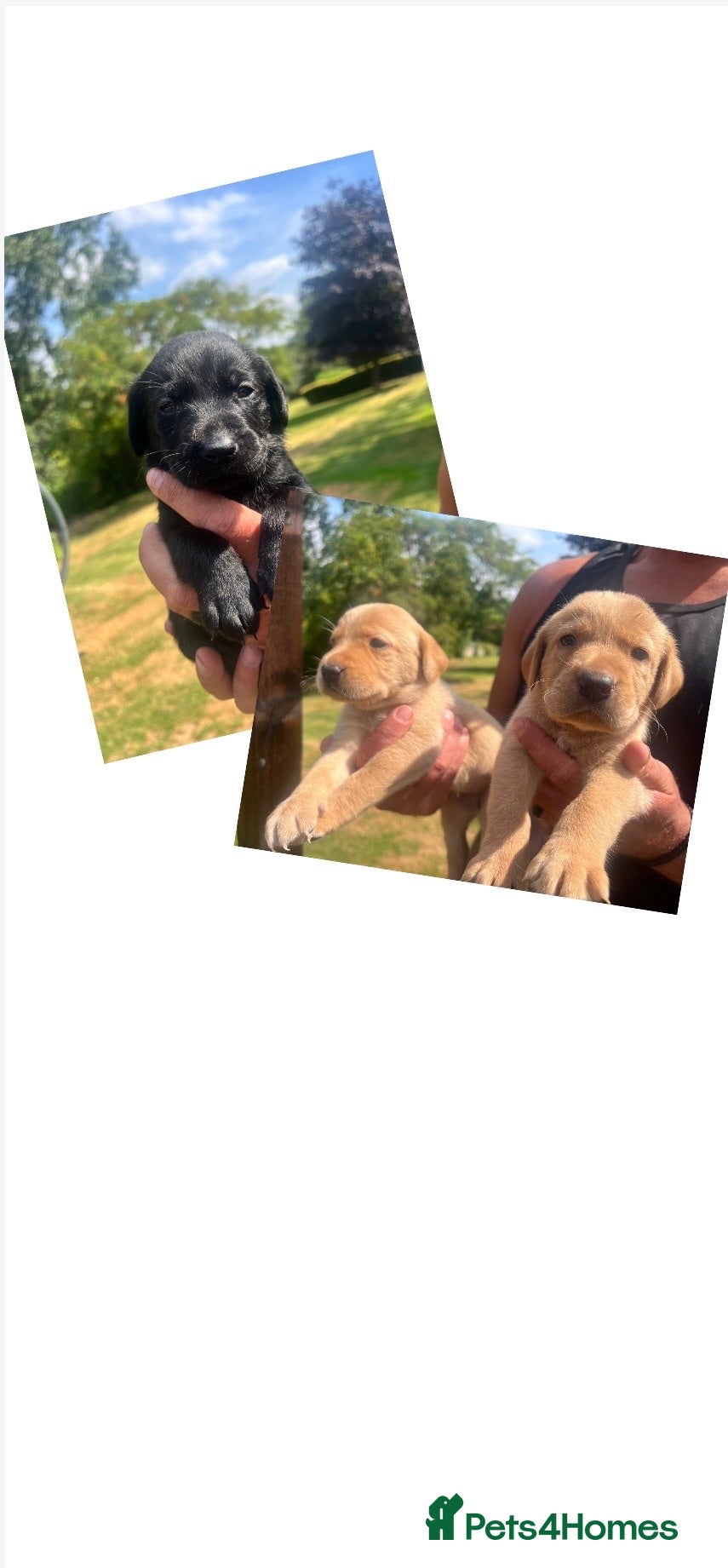 Labrador Retriever dogs KC BLACK & YELLOW LABRADOR PUPS HEALTH TESTED - Advert 2
