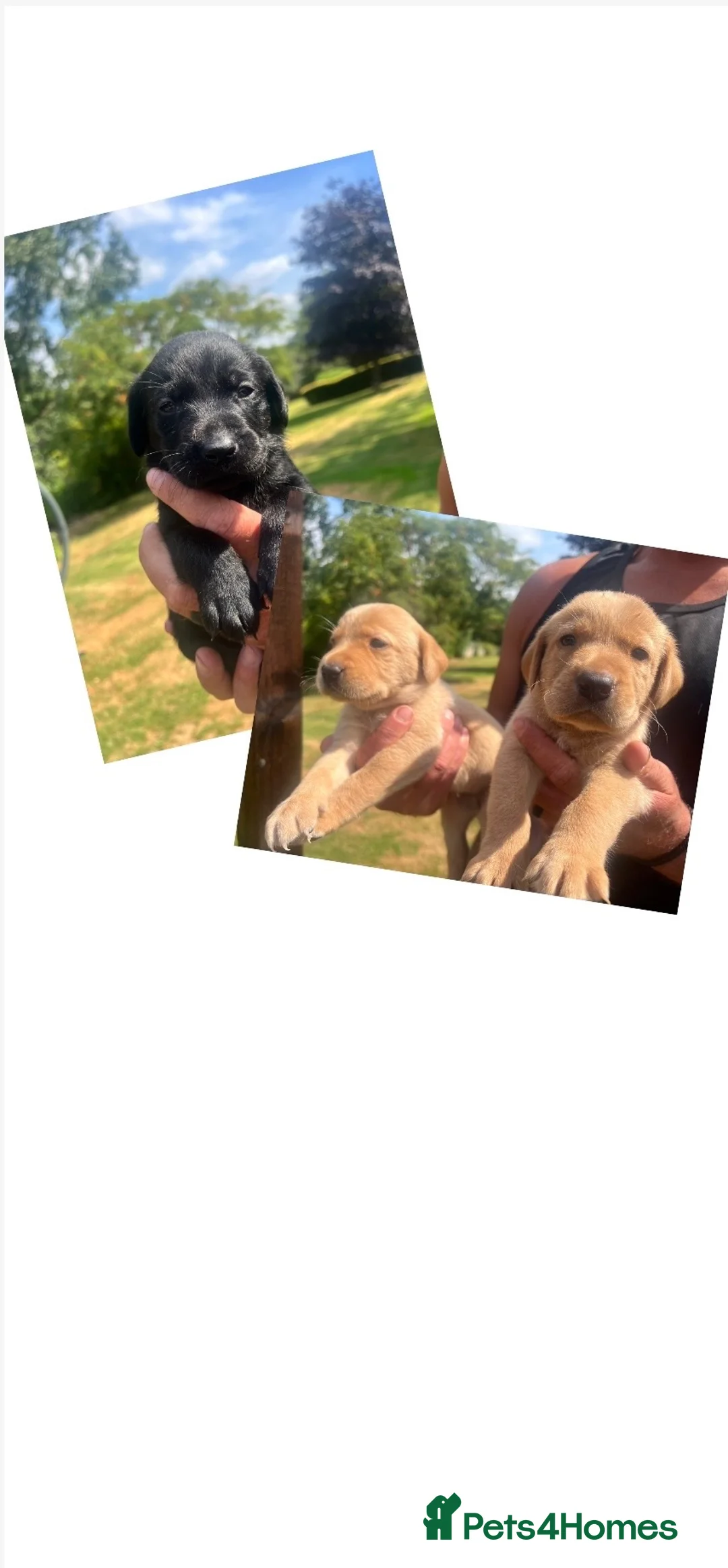 Labrador Retriever dogs for sale: *READY NOW* BLACK YELLOW LABRADOR HEALTH TESTED - Advert 1