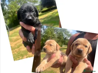 Labrador Retriever dogs KC BLACK & YELLOW LABRADOR PUPS HEALTH TESTED - Advert 2