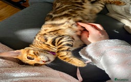 Bengal cats for sale: 2 Brown 2 Snow Lynx Bengals - Image 2