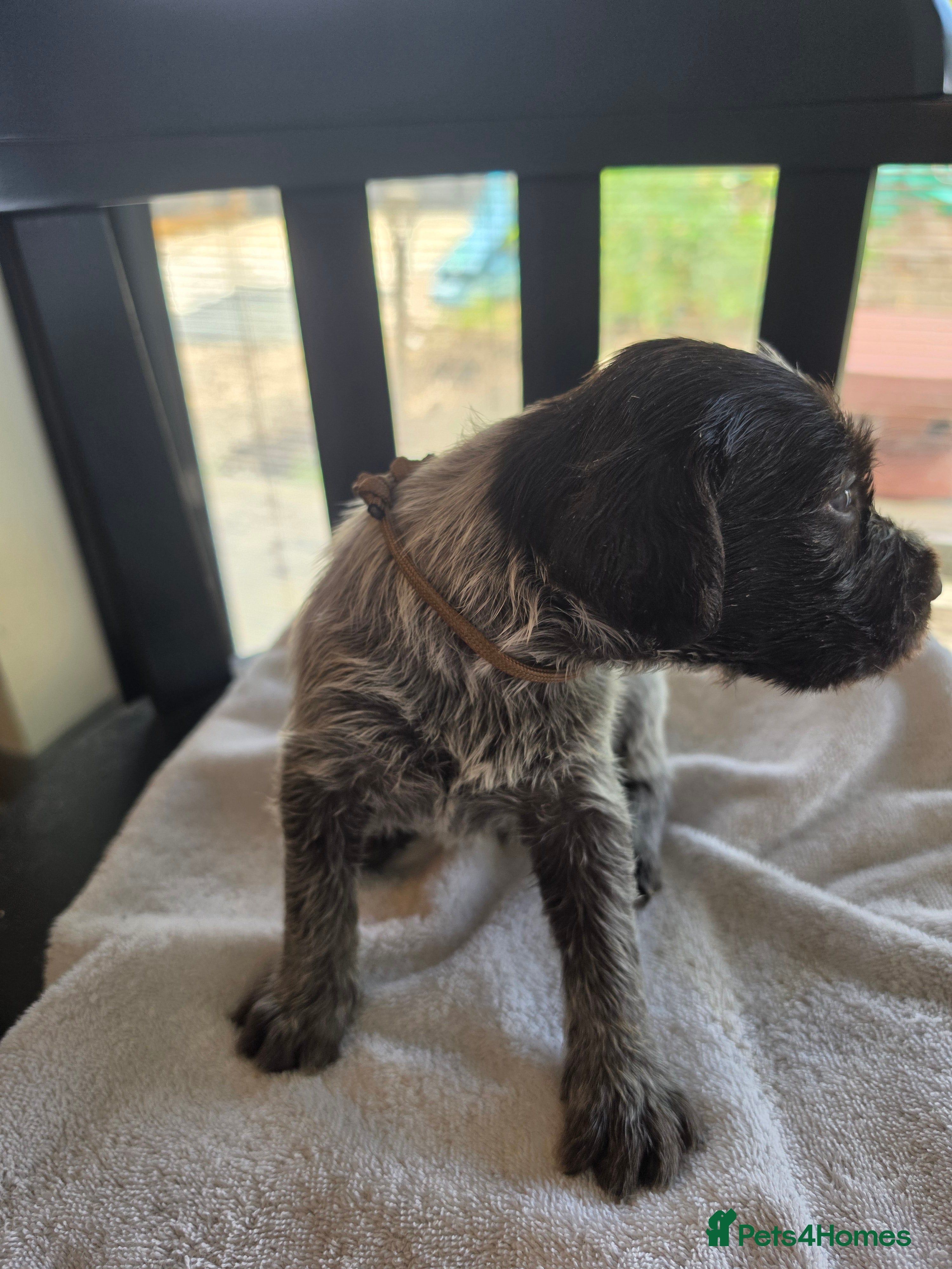 German Wirehaired Pointer dogs West German, Wire Haired Pointers - Advert 2