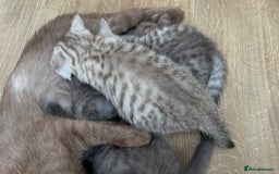 British Shorthair cats for sale: GCCF BSH Chinchilla Rare, Beautiful Kittens - Image 33