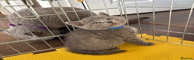 British Shorthair Kitten 2