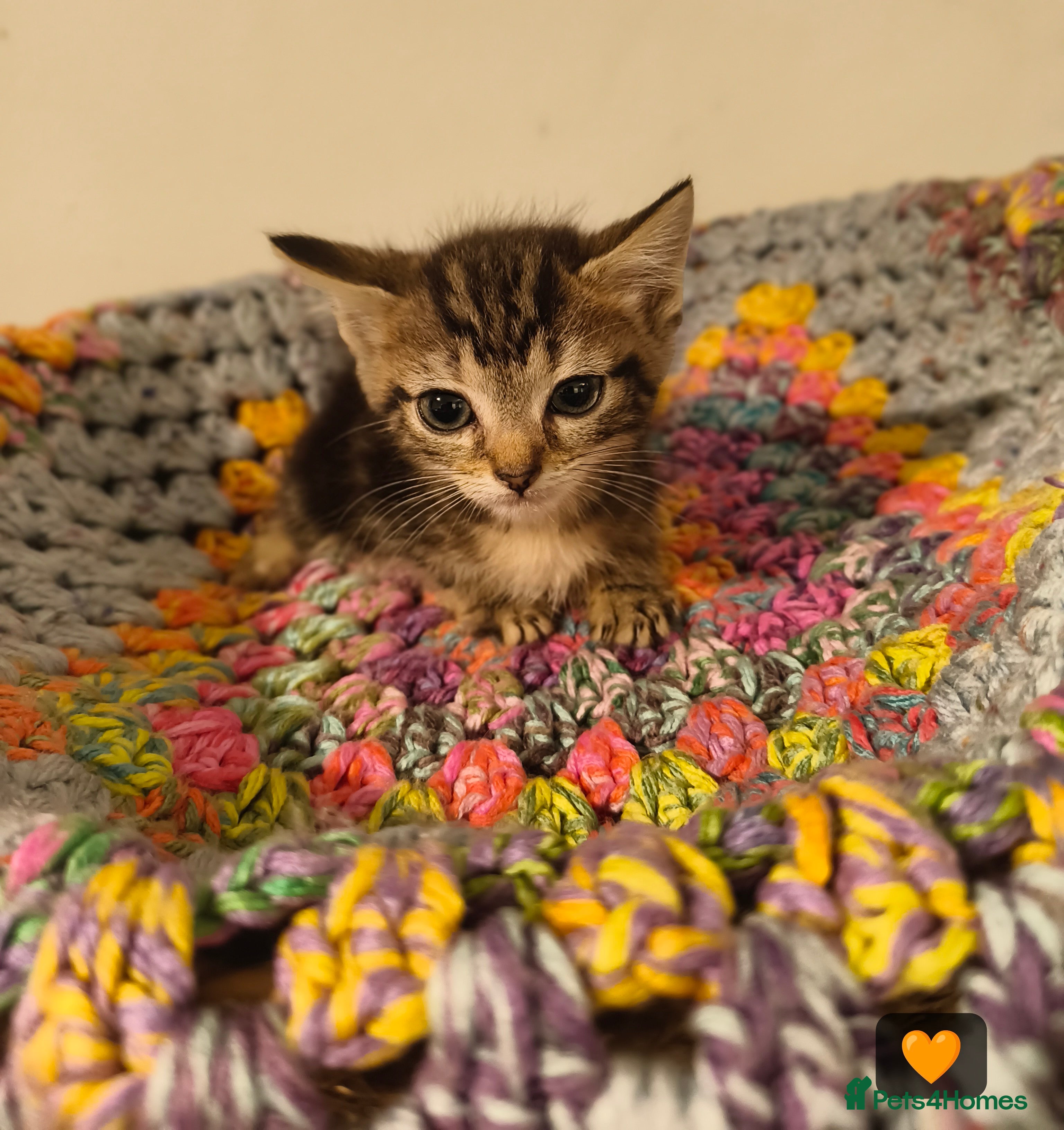British Longhair cats 🐾 Last left, long-haired Kitten – £160 🐾 - Advert 19