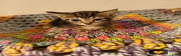 British Longhair cats for sale: 🐾 Beautiful Long-Haired Kittens – £160 Each 🐾 - Advert 5