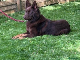 German Shepherd dogs 10 beautiful German shepherd puppies for sale - Advert 1