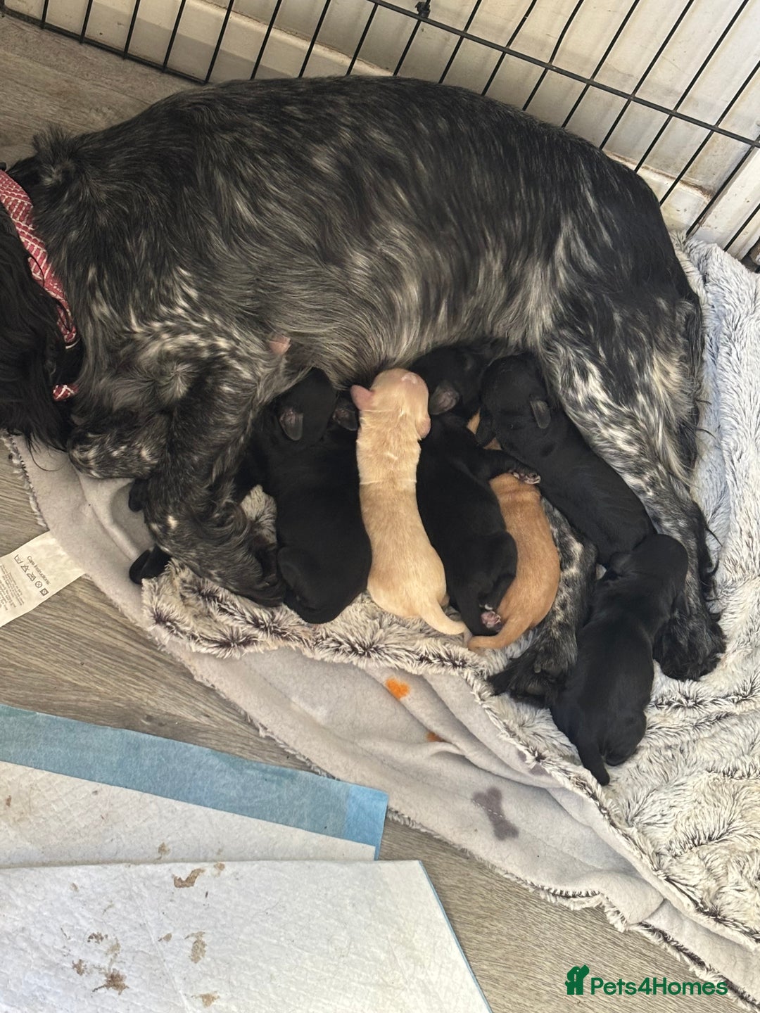 Cocker Spaniel dogs for sale: Stunning litter of working cocker spaniel puppies  - Image 8