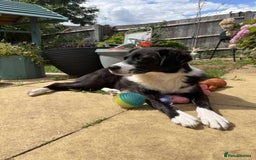 Mixed Breed dogs for adoption: Terrific Trixie - Image 17