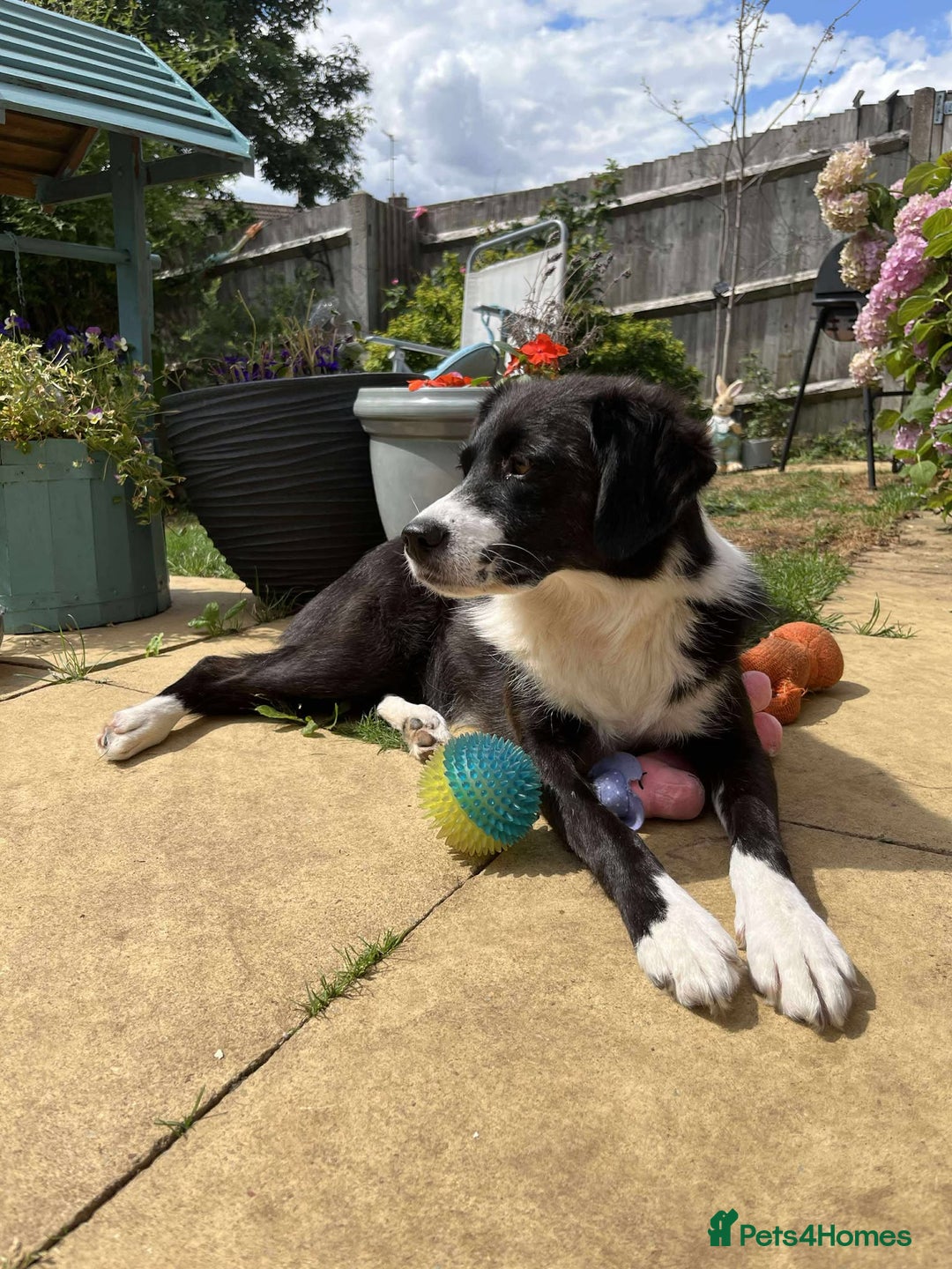 Mixed Breed dogs for adoption: Terrific Trixie - Image 17